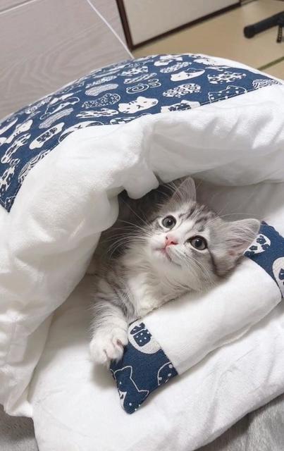 「添い寝させてくださいっ」希望者が殺到！　お布団で寝る子猫がかわいいと話題「私もゴロゴロしたい」