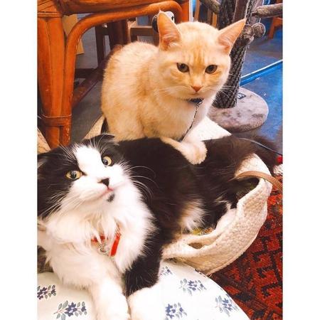 いつも２匹一緒だにゃ