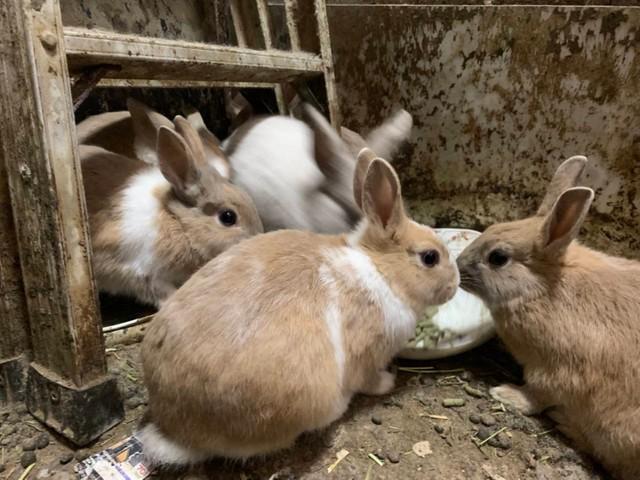 多頭飼育崩壊現場のウサギたち。健康なウサギほぼゼロ･･･雌ウサギはほとんど妊娠していた（もよままさん提供）