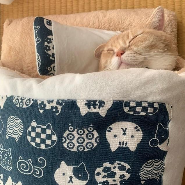「お布団で寝るなんて…なんて可愛い…!」枕に頭のせ仰向けで　幸せな寝顔に「癒されます」と反響