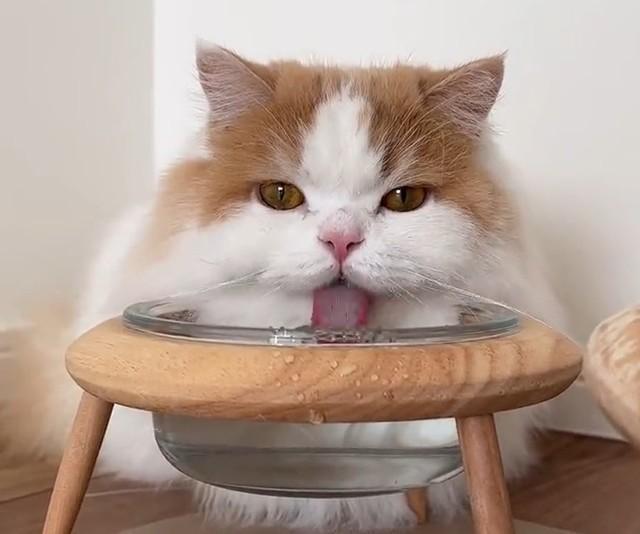 猫さんの水飲み動画に爆笑　「コツは無になること」！？「猫仙人」「べっかんこーの神様」