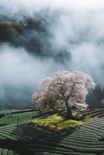 推定樹齢300年「静岡の一本桜」が圧巻の存在感と話題　「一度見たら忘れられない一枚」撮影者に聞いた
