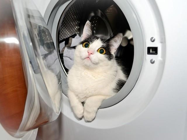 ドラム式洗濯機に入る猫ちゃん。かわいいけど、危険です！（画像提供：獣医にゃんとす ねこの教科書発売中！さん）