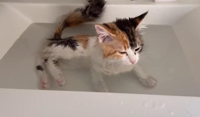 気持ちよさそうにお湯につかる子猫の動画がTwitter上で話題を集めた（かにさん提供、Twitterよりキャプチャ撮影）