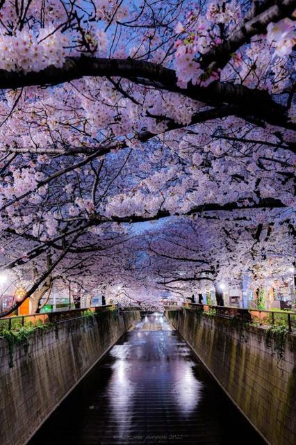 ライトアップなどいらない　人けのない深夜の「桜のトンネル」が美しい　東京・目黒川