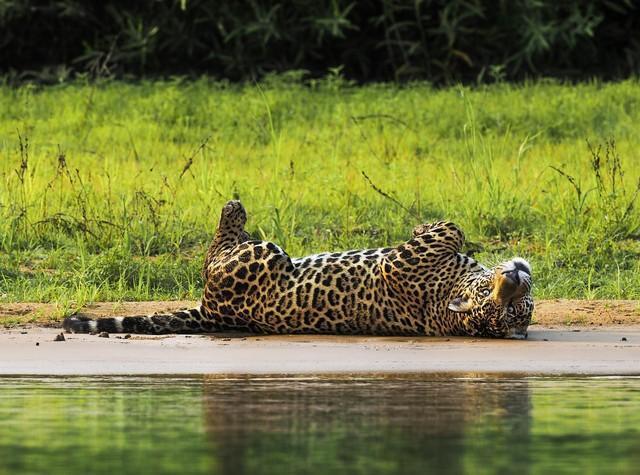 ジャガーがへそ天に！動物写真家・岩合光昭さん、博物館で初の写真展　大湿原で捉えた野生動物たち