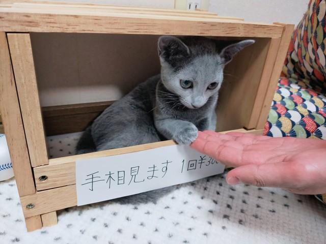 当たらなくてもいい？　手相を見る子猫がカワイイと小さな占い館が話題「ちゅ～る決済もOK」　