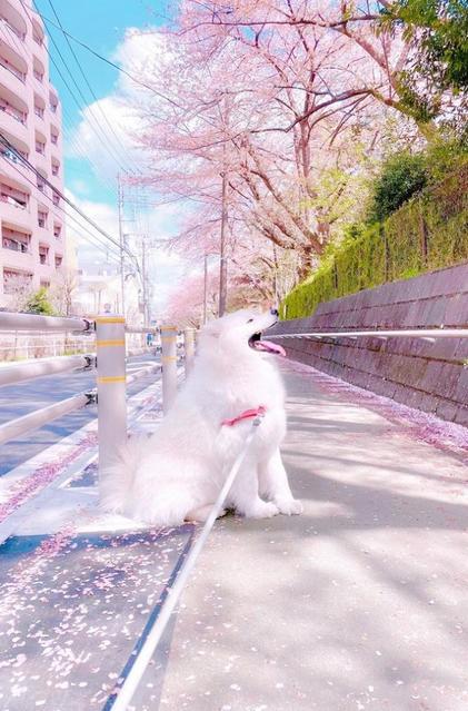 「名残の桜を見に散歩しました」白い犬とピンクの桜のコントラストが美しいと話題に