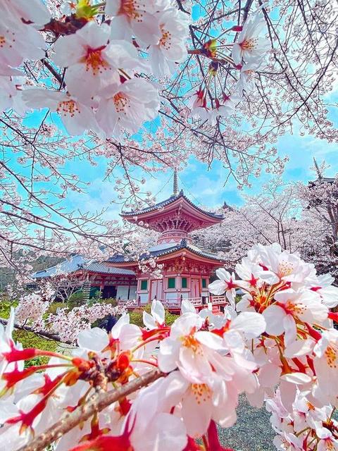 「春の訪れを最高に感じた」春爛漫、満開の桜の向こうに多宝塔「迫力がスゴイ」「春色…文句なしです」