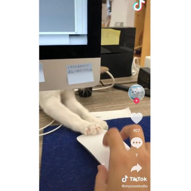 Tiktok「PC裏からネコが邪魔してくる動画」より