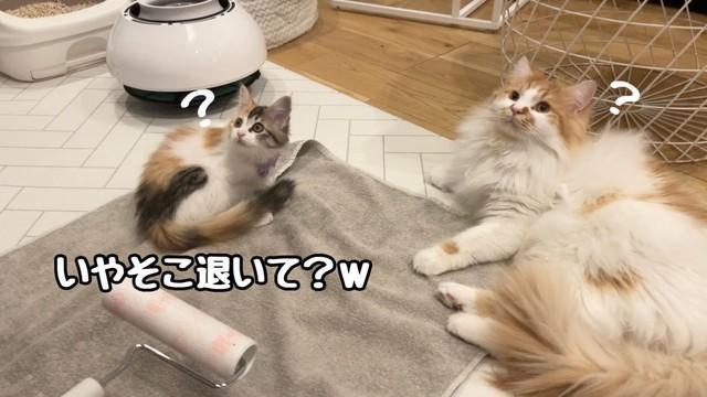 タオルの上でバトルしていたといううなぎちゃんとぽてちくん（かにさん提供）