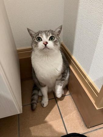 家のドアを開けたら知らない猫が入ってきたというツイートが大きな話題を集めた（ととまるとはんみさん提供）