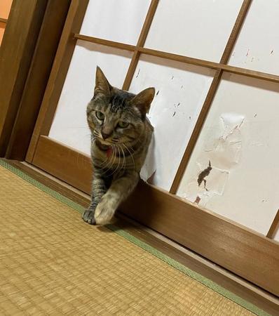 障子紙を破って畳部屋に侵入する猫ちゃんがTwitter上で話題を集めた（もっちびさん提供）