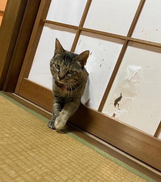 「侵入成功」障子やぶりの猫に大喜利コメント殺到！　「何処でもドア」「猫に障子」「してやったりの顔」