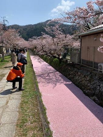 これはまさしく桜の花道…（Sahoさん提供）