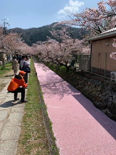 散りぎわだからこその美しさ…京都・哲学の道にあらわれた「桜の花道」が話題に