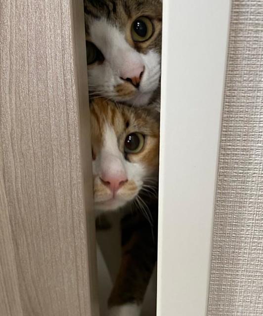 「ドアを少し開けたら」2匹の猫が隙間からのぞいてた「ママは何してるにゃ？」ドアを開けようとする猫たち