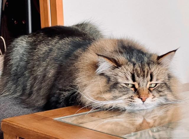 「机の上はのっちゃダメ」注意されてジト目になった猫が話題　「不満そうなお顔」「目は口ほどに物を言う！」
