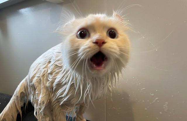 「お風呂で抗議の時→ご褒美で解決した時」お顔が違いすぎる猫さんに悶絶〓　「わかりやすっ」「表情に出て可愛すぎ」