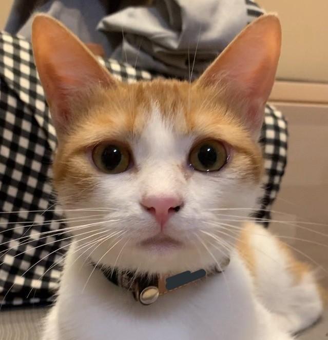 切ない表情で「行かないで」と訴えるこむぎちゃん＝こむぎ日記さん（@diarykomugi）提供