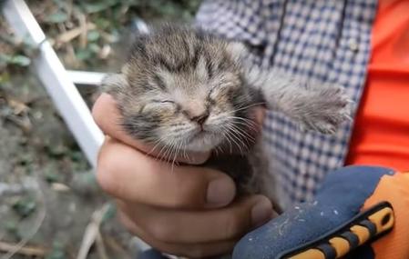 竹やぶの中から保護された子猫は目が開いていなかったという（浦川さん提供、YouTubeよりキャプチャ撮影）