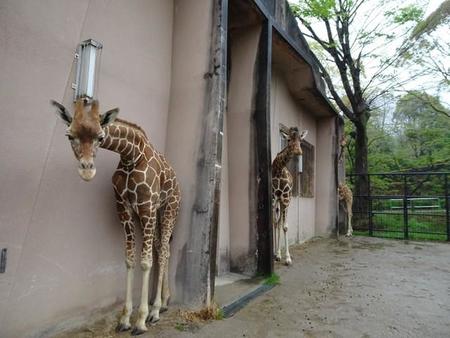 濡れるの嫌なんだもん…（安佐動物公園提供）