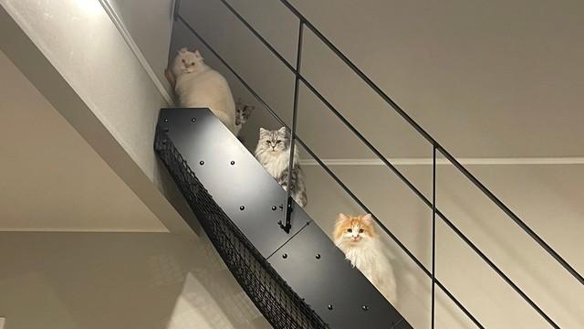 開店前の行列？猫たちの無言の圧が話題　寝室開けろ→飼い主「今すぐ開けさせていただきます」