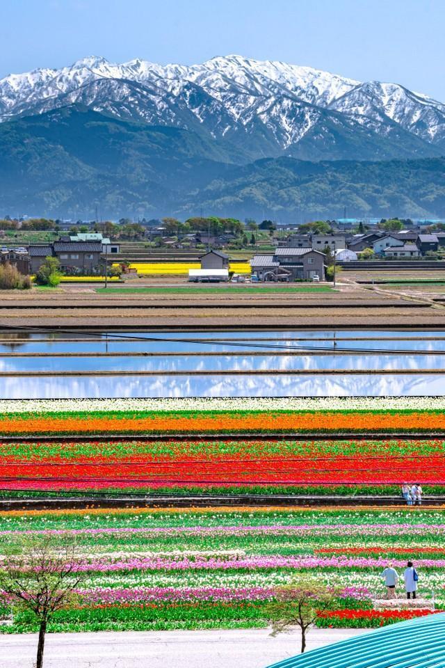 北アルプスを背景に菜の花やチューリップが一面に広がっています