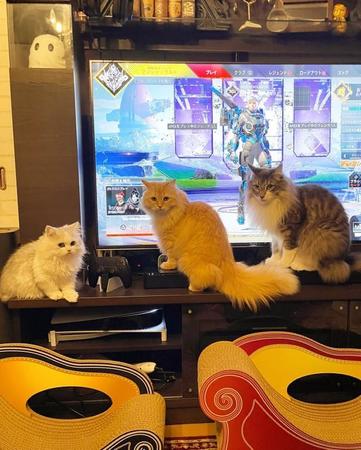 飼い主さんがゲームを始めようとすると、テレビの前に群がる3匹のモフモフ猫がTwitter上で話題（提供写真）