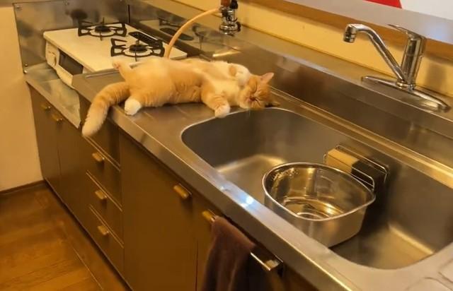 「どこにもいないと思って心配してたら…」キッチンの上でへそ天寝の子猫に悶絶〓　「おっぴろげにゃ」「警戒心はどこにいった！？」