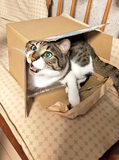 新しい箱に大興奮だった保護猫→片付けを宣告されたときの表情が話題に　「上目遣いは反則や」「立て籠ります」