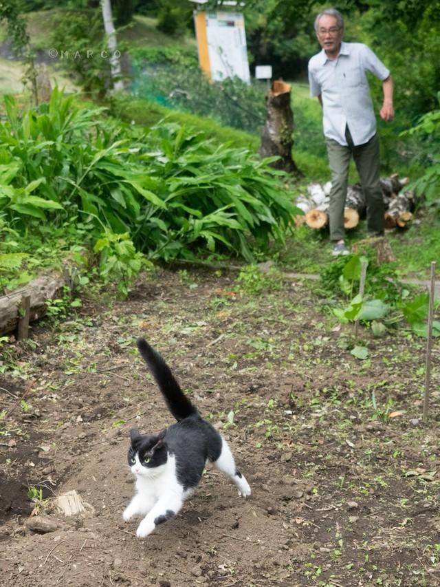 叫んでみても時すでに遅し。静岡ちゃんは家庭菜園にまっしぐら=marco77774 大阪らぶねこ展4/30～5/3 アイギャラリーさん（@marco74444）提供