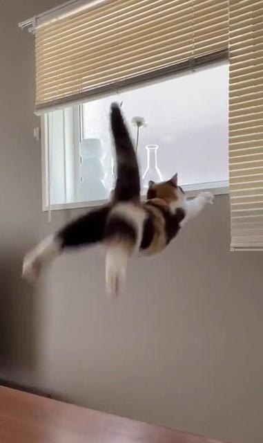 「我が家の猫のジャンプ力」動画に爆笑　テーブル→窓際…見事な落下に「可愛さがジャンプ力を上回ってる」