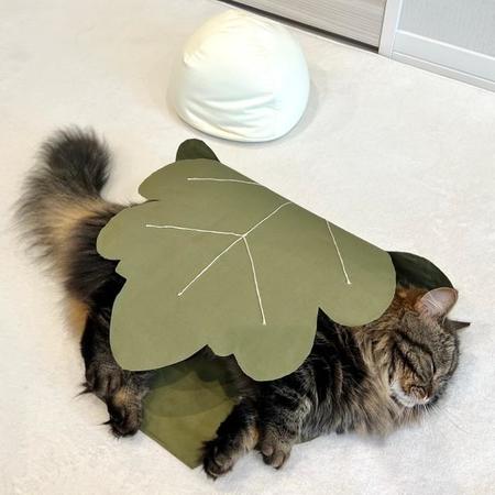 大きな葉っぱを巻かれ、“柏猫”になったモフモフ猫ちゃんがTwitter上で話題を集めた（「マンチカンのアーサー」さん提供）