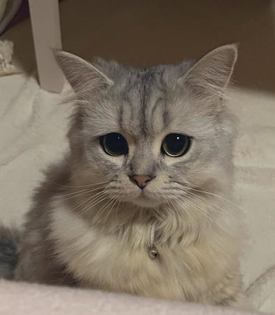 ふくれっつらでも可愛い＝ミヌくんさん（@minukunlove）提供