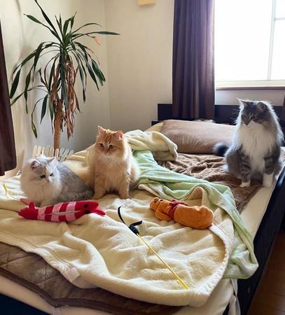 ベッドの上で集う猫たちと散らかるおもちゃの写真がTwitter上で話題を集めた（ネコランドさん提供）