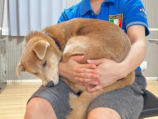 安心するとワンモナイトになる元保護犬が話題 お父さんの膝の上でスヤスヤ…幸せそうな寝顔にネット「可愛い」