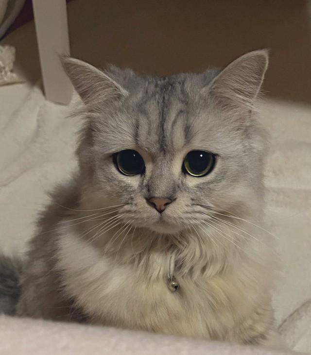 ふくれっつらでも可愛い＝ミヌくんさん（@minukunlove）提供