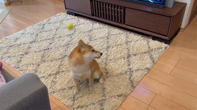 ボール遊びに突然、飽きた柴犬→飼い主の投げたボールを「華麗なるスルー」　「これぞ柴犬」動画に共感「塩対応かわいい」