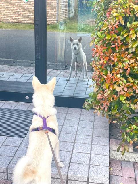 「お？犬か？」ガラスに映る自分の姿を確認する元保護犬が話題　「犬のクセに何もして来ないぞ」「コイツオレのマネすんねん」