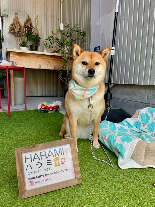 「淡路　夢ホルモン」の看板犬・ハラミちゃん。2019年1月1日生まれの女の子です