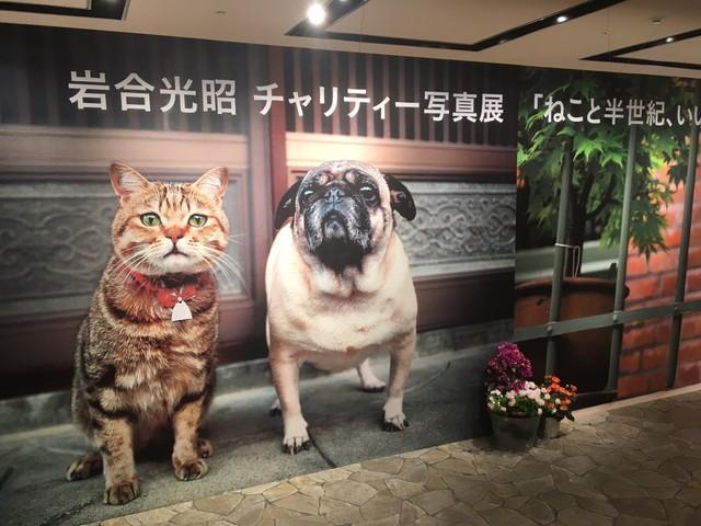 岩合光昭さんの作品を買える貴重な機会！ 世界中で猫を撮り続けて半世紀…人気作118点のチャリティーオークション