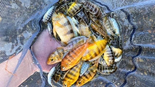 住宅街の水路で大量発生していたシクリッド（あらかわちゃんねるさん提供）