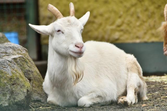 オーストラリアなど英語圏でヤギの絵文字は「Greatest of All Time(史上最高)」という意味を持つらしい（イメージ画像）