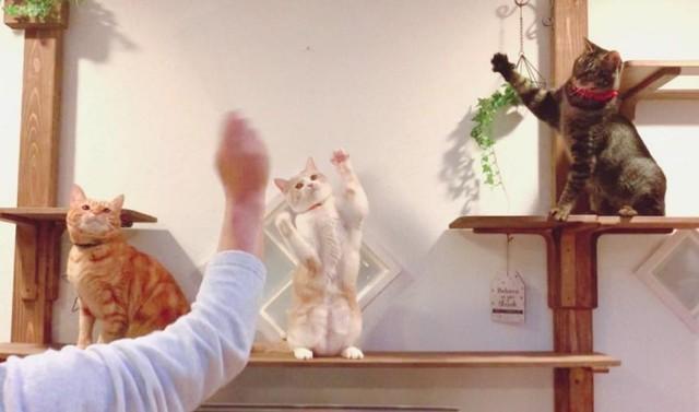 左からラテくん、ミルクちゃん、モカちゃん