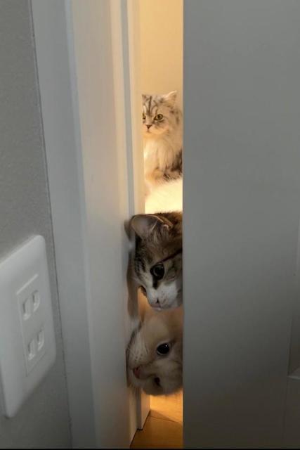 「洗面所のドア開けると…」隙間からのぞく猫4匹に悶絶〓　「必死w」「出待ち」「飼い主愛が強い」