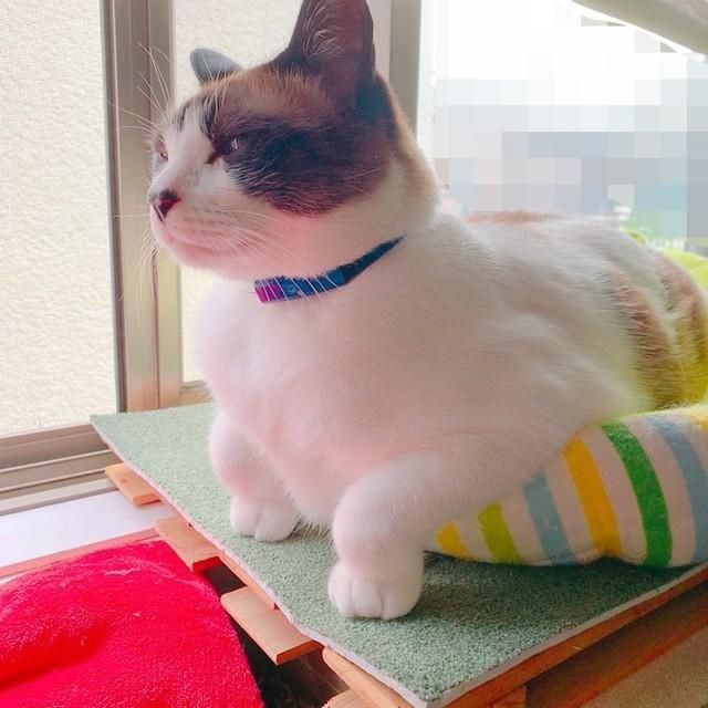 両前足がちょこんとつま先立ちになっている猫ちゃんが大きな話題を集めた（提供写真）