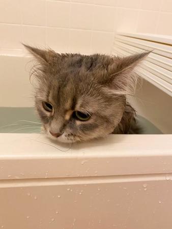 湯船につかりながらしょんぼりする猫ちゃんの写真がTwitter上で話題になった（提供写真）
