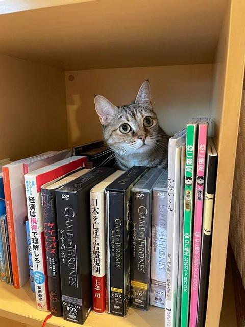 「えっ、ここ立ち入り禁止？」本棚の奥から見上げる猫さんが話題「何の本お探しですか？」「ヌコ書店…開きました〓」