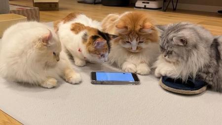 「何これ？、面白いにゃ～」と興味津々=ぽてこゆこめ+うなさん（@potechi_nikki）提供